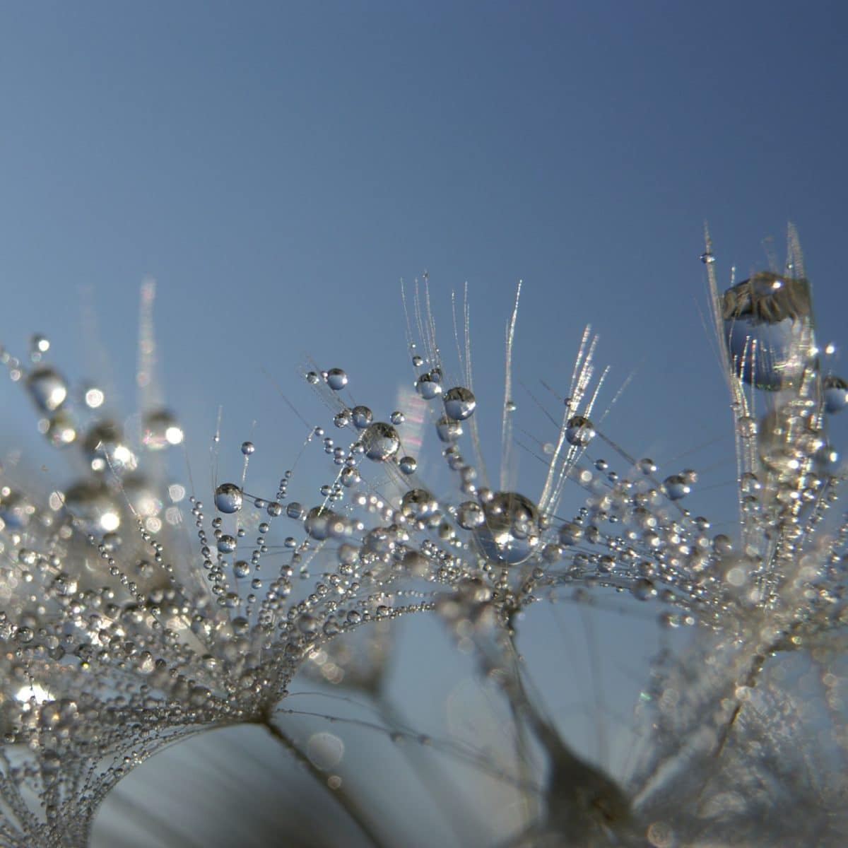 Macro shot of a Taraxacum sect. Ruderalia by Böhringer Friedrich