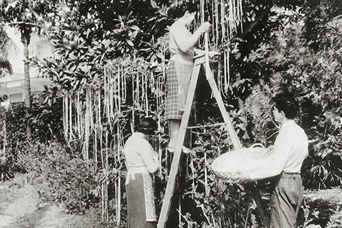 Spaghetti Harvest