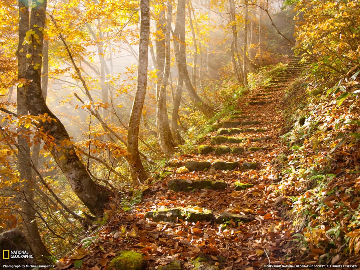 National Geographic - Narrow Path