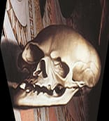 Amb skull Amb skull