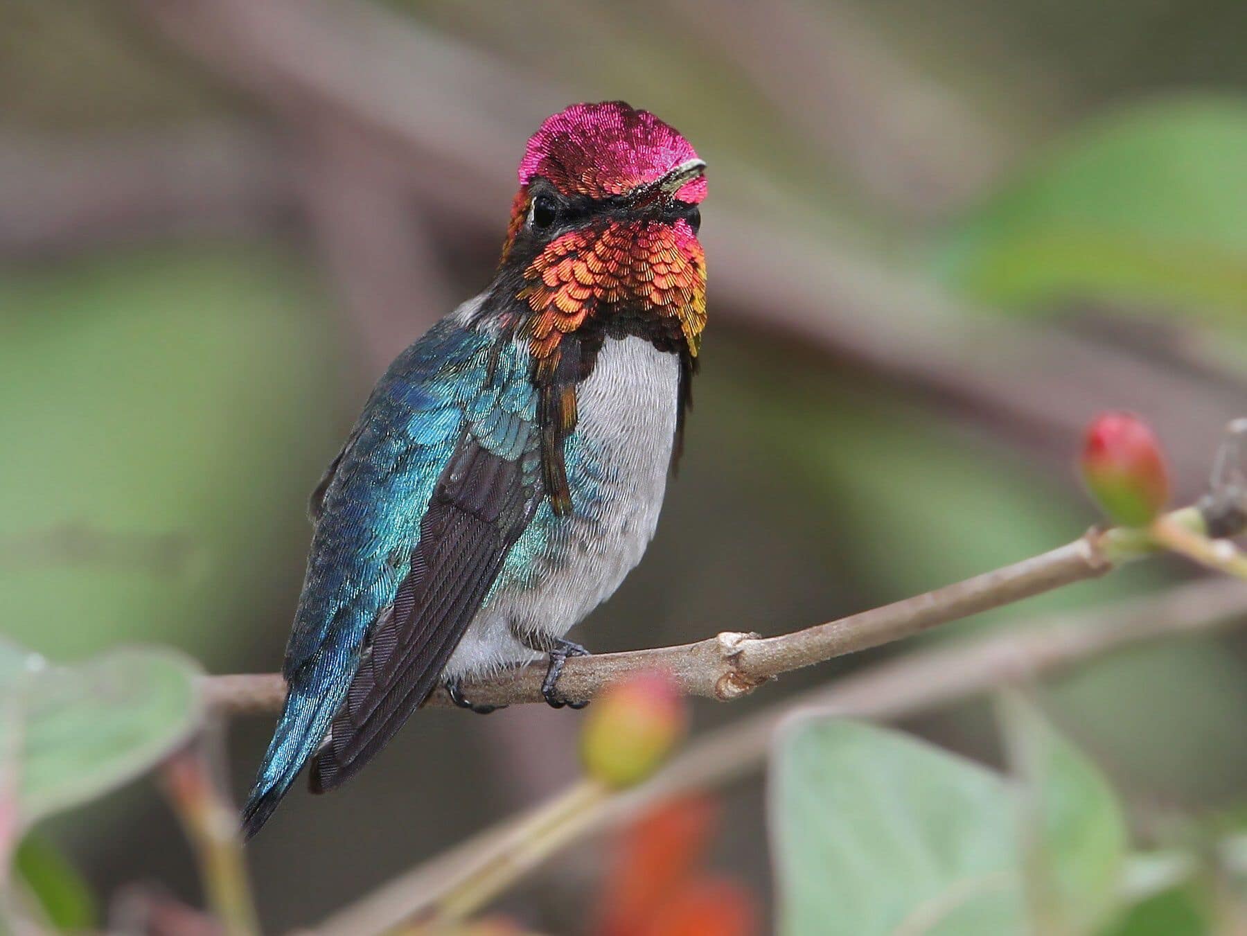 LRB Hummingbird
