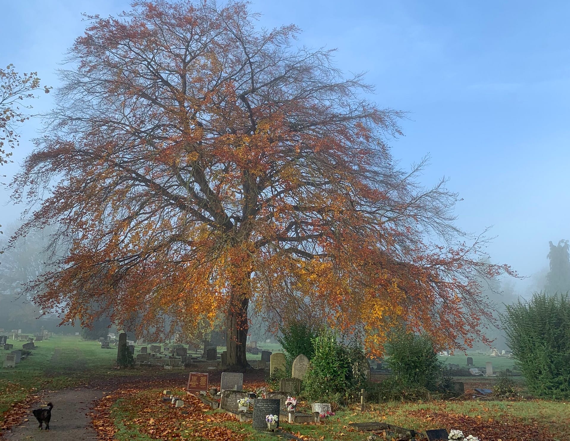Maidenhead cemetery