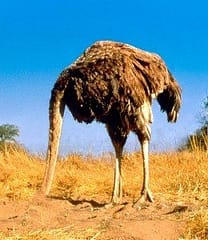 head sand ostrich