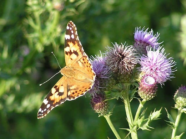 Painted Lady on Creeping thistle