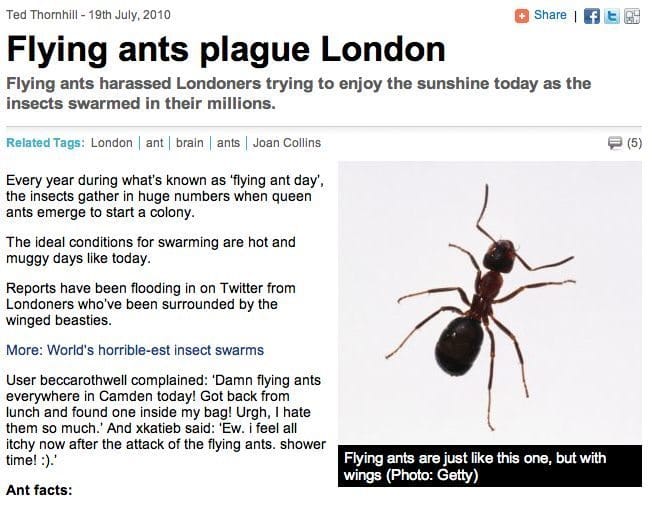 flying ants