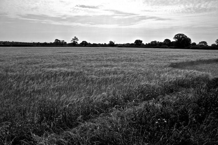 Bergh Apton Fields
