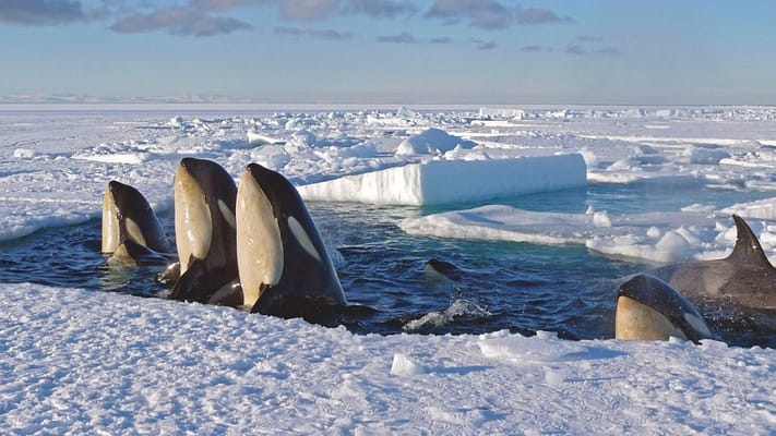 BBC Frozen planet killer whales on prowl