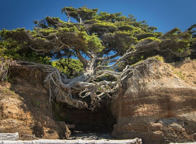 badass-trees-that-refuse-to-die-4