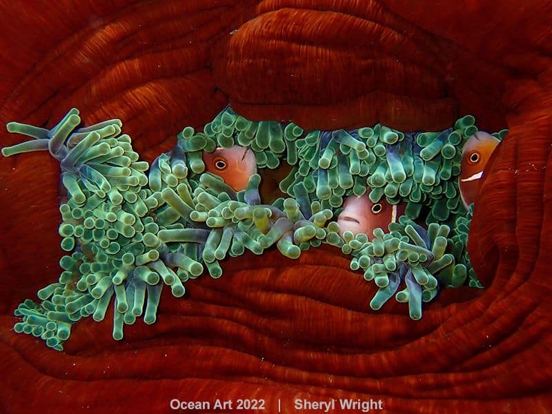 underwater-photographer-of-the-year-competition-2022-17