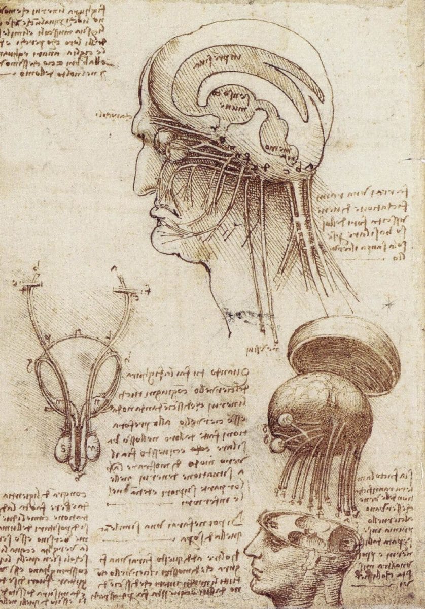 Leonardo brain