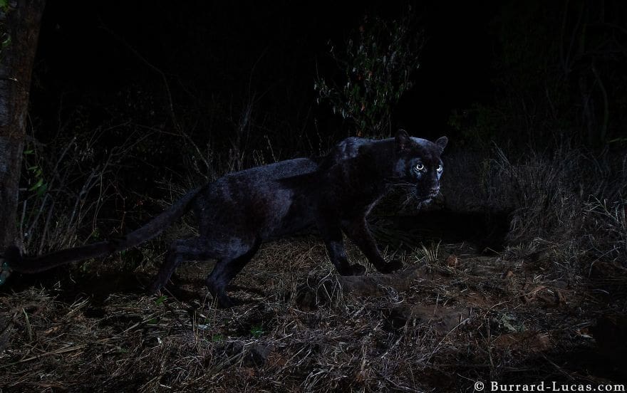 Burrad-Lucas, Will - Black Leopard, Laikipia 1