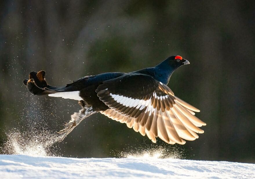 Tom Nickels Birds 4
