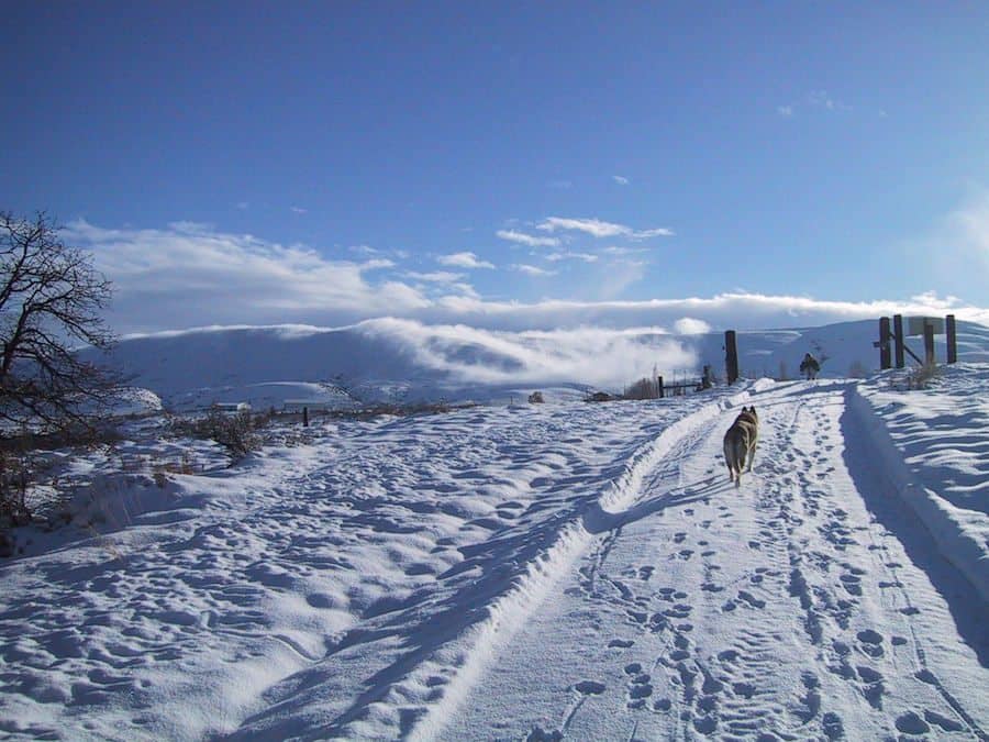 Lone_dog_walks_up_a_snow_covered_road